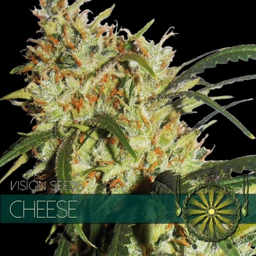 Cheese (Vision Seeds) - 3 Zaden