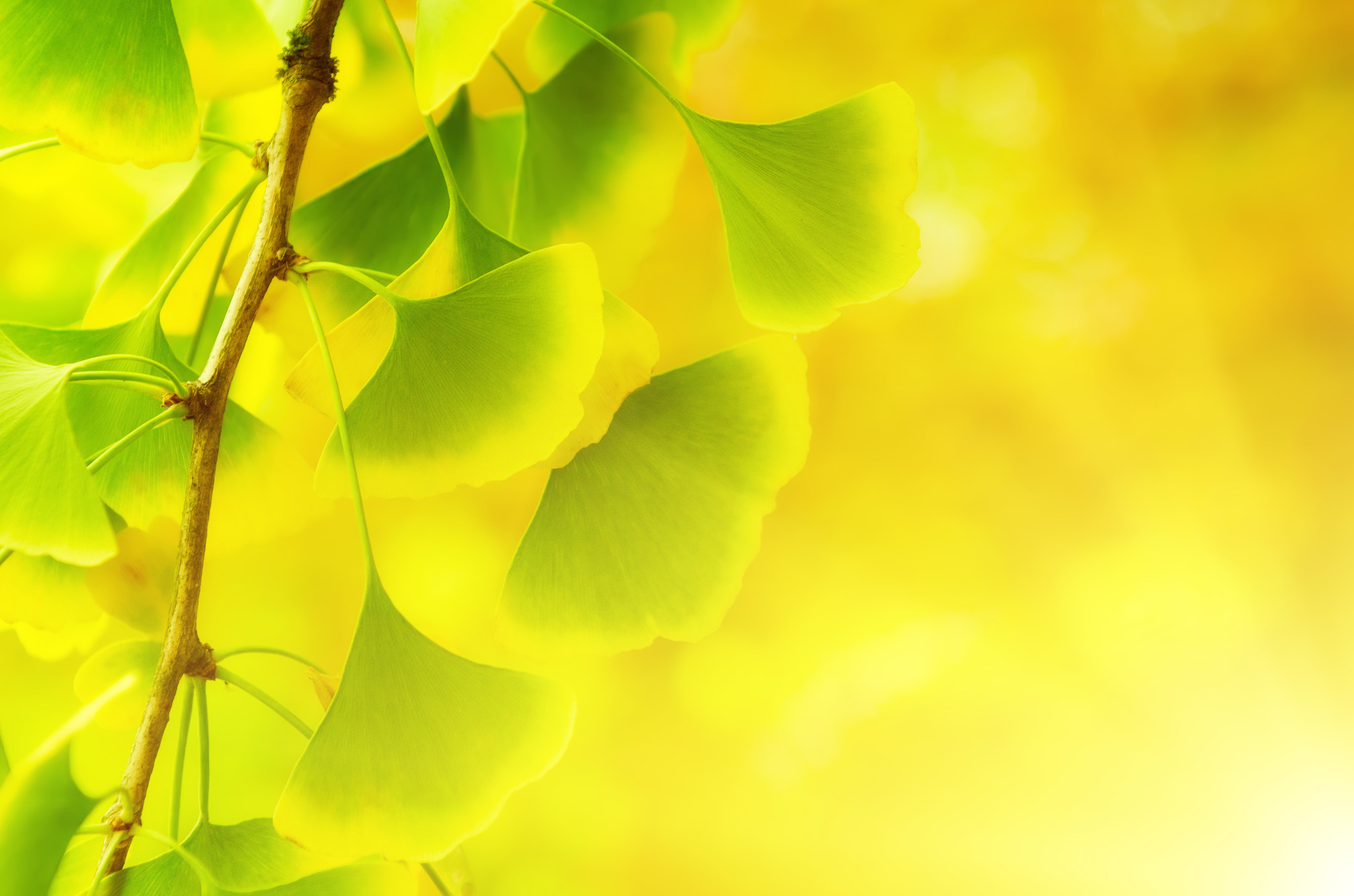 Ginkgo Biloba: What are its health benefits?