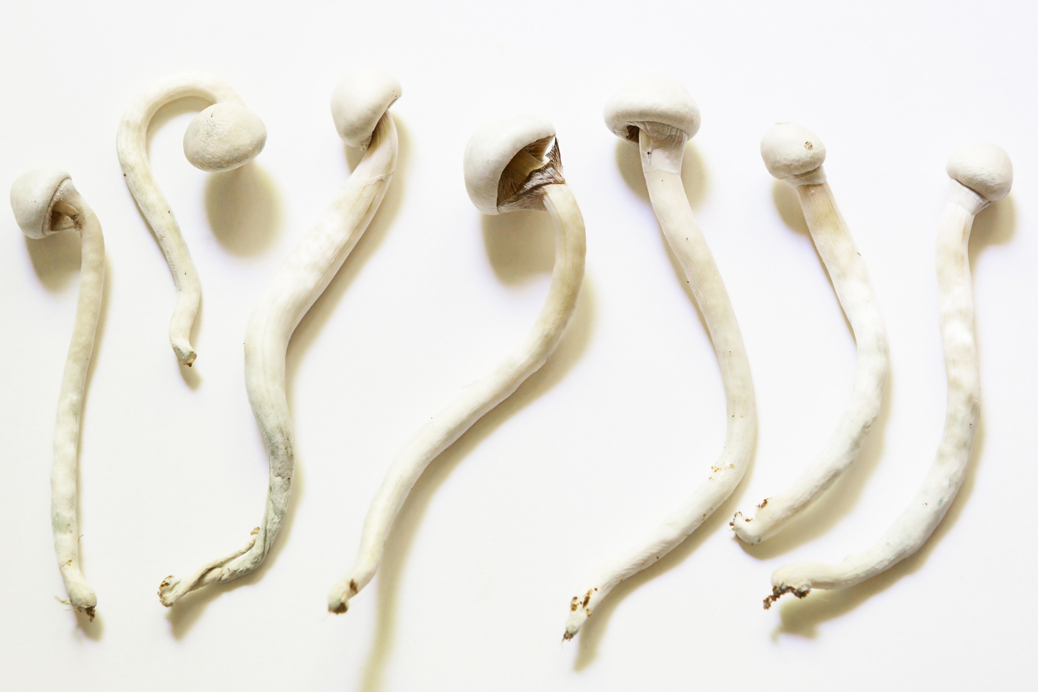 Wat is het verschil tussen paddo’s en magische truffels?