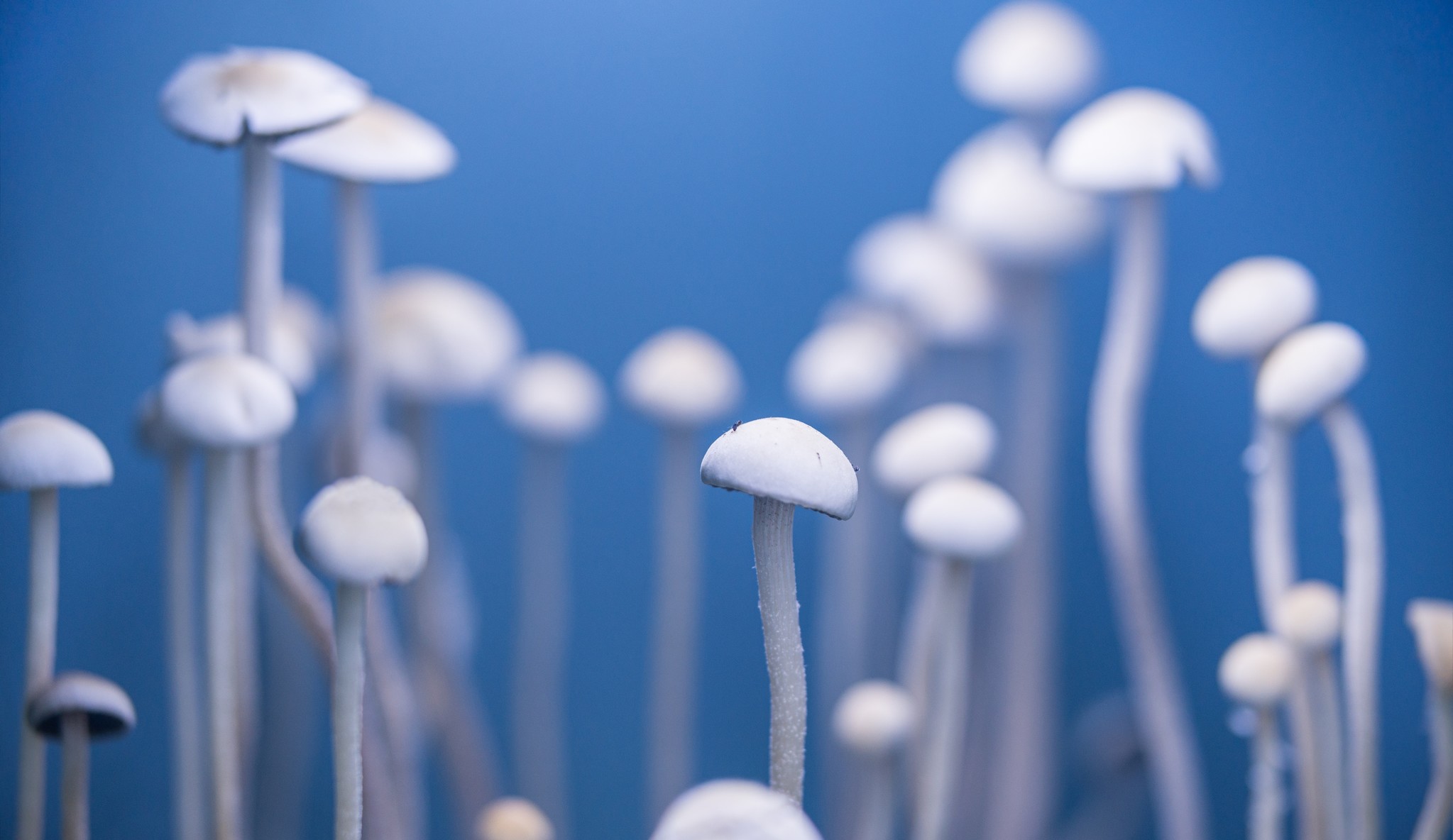 Why do magic mushrooms produce mind-altering substances?