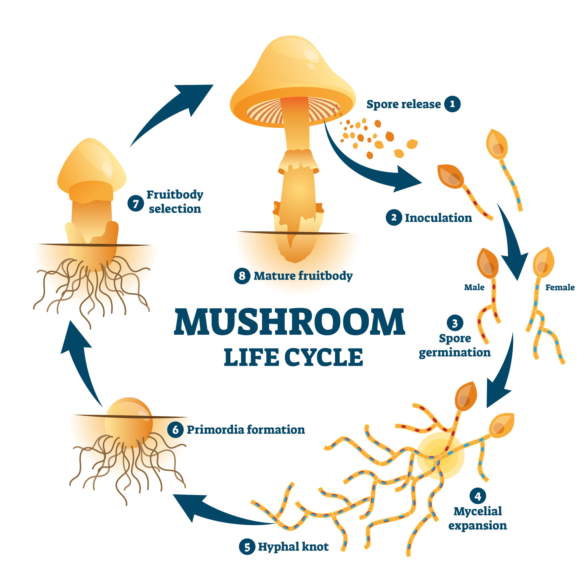 Жизненный цикл гриба фазы