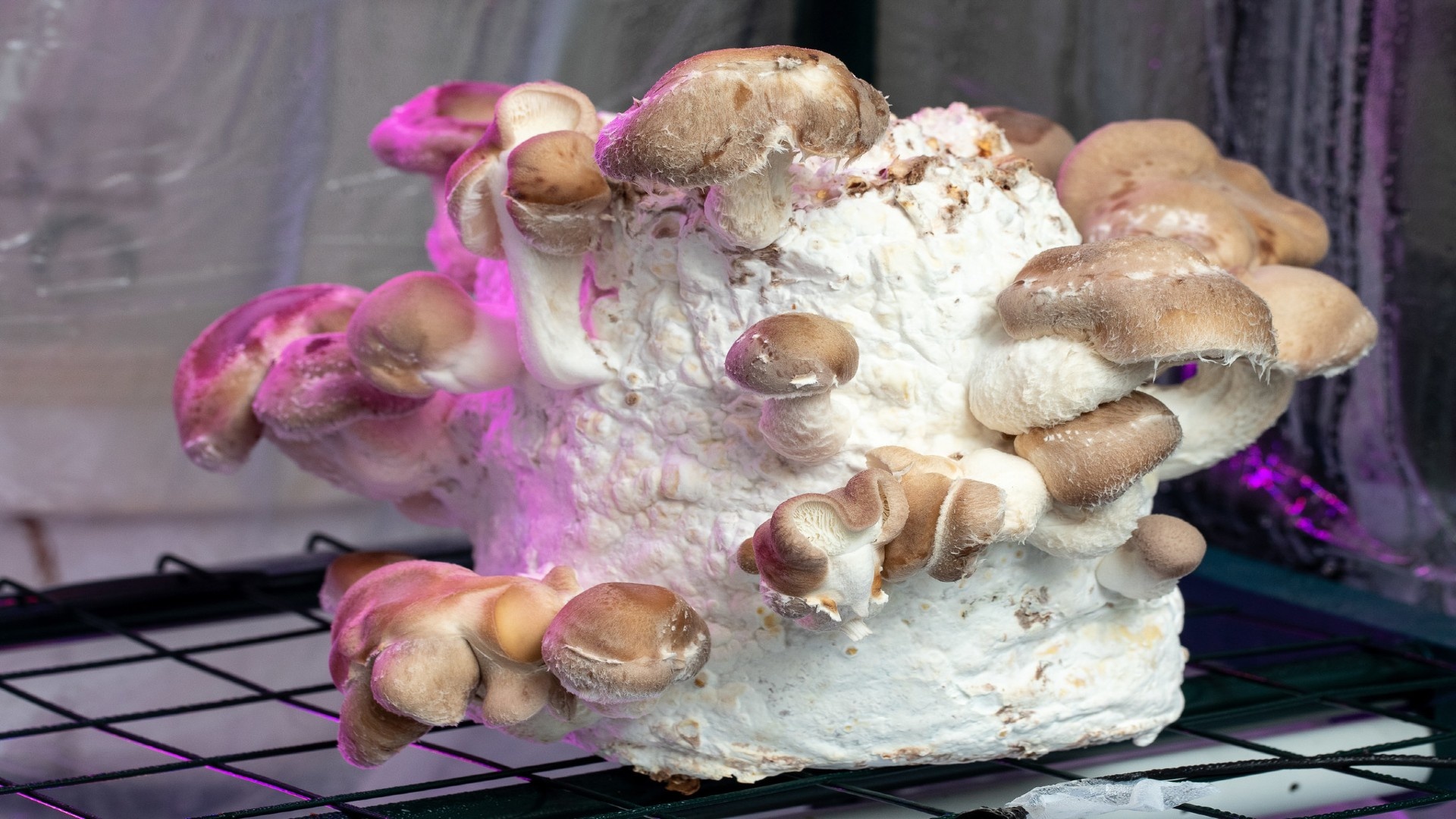 Three ways to grow magic mushrooms at home