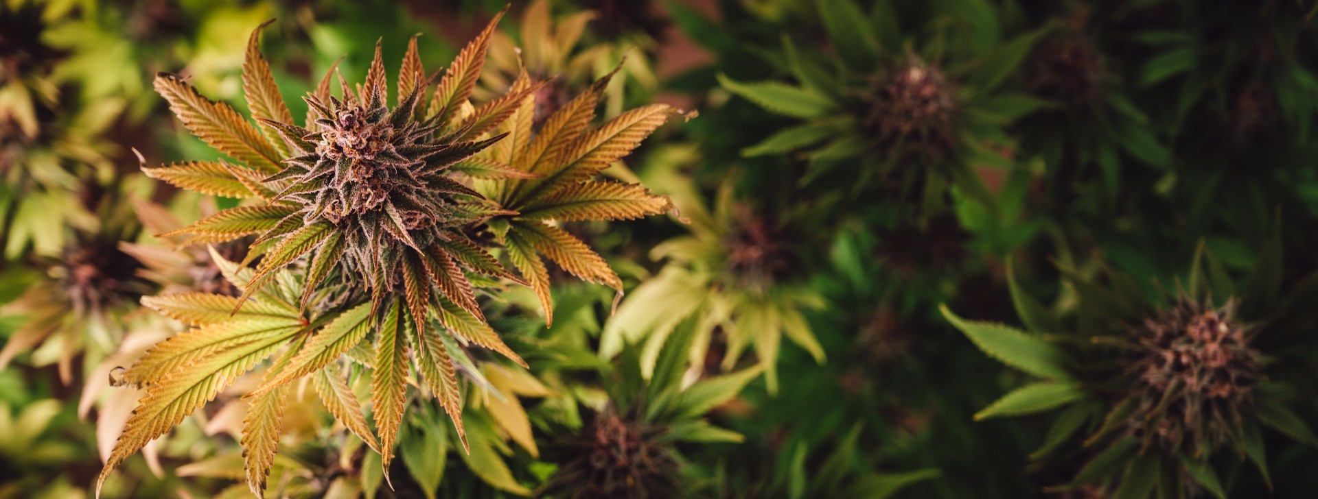 What's the best way to store weed?