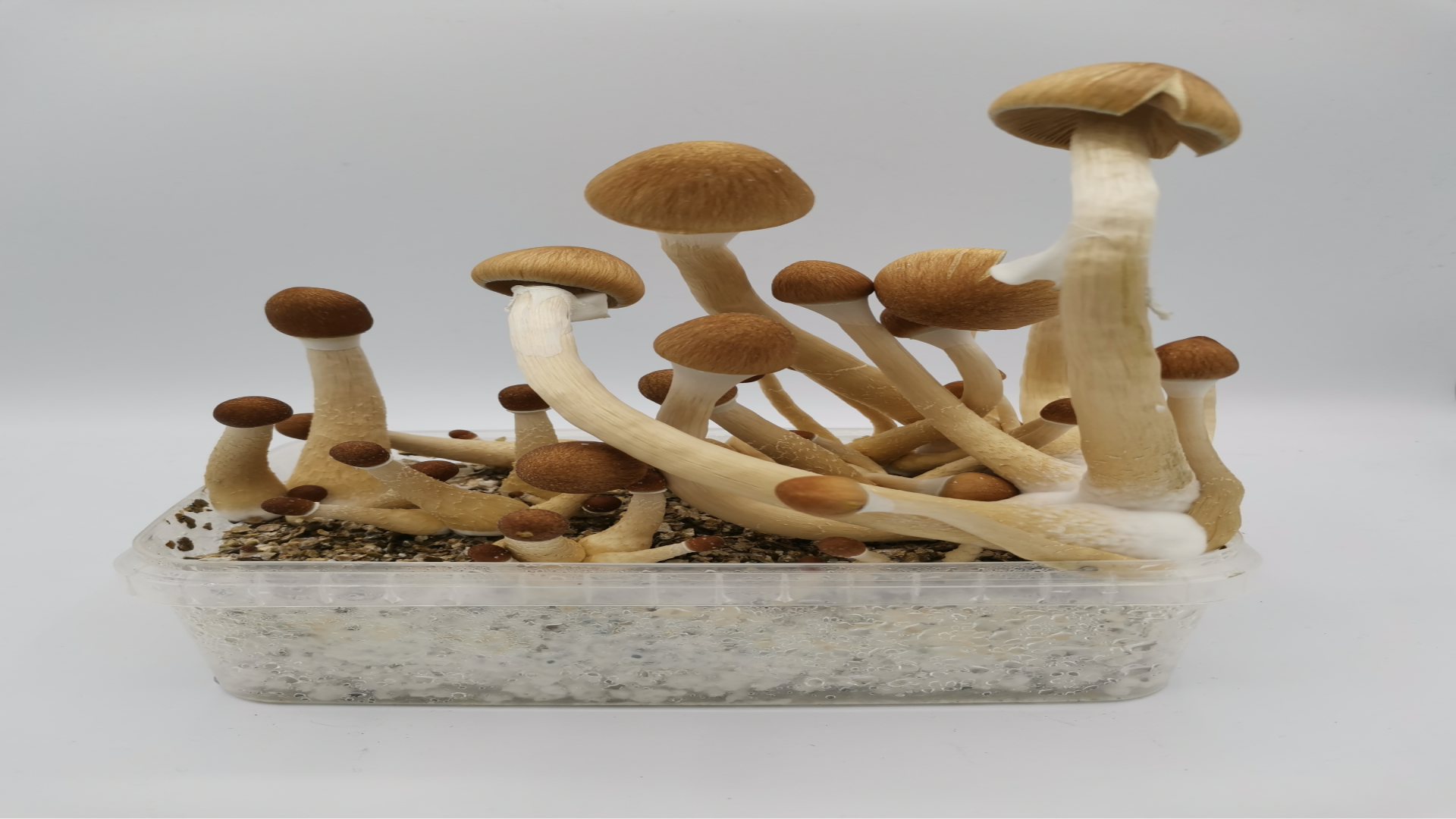 Psilocybin therapy in alcohol addiction