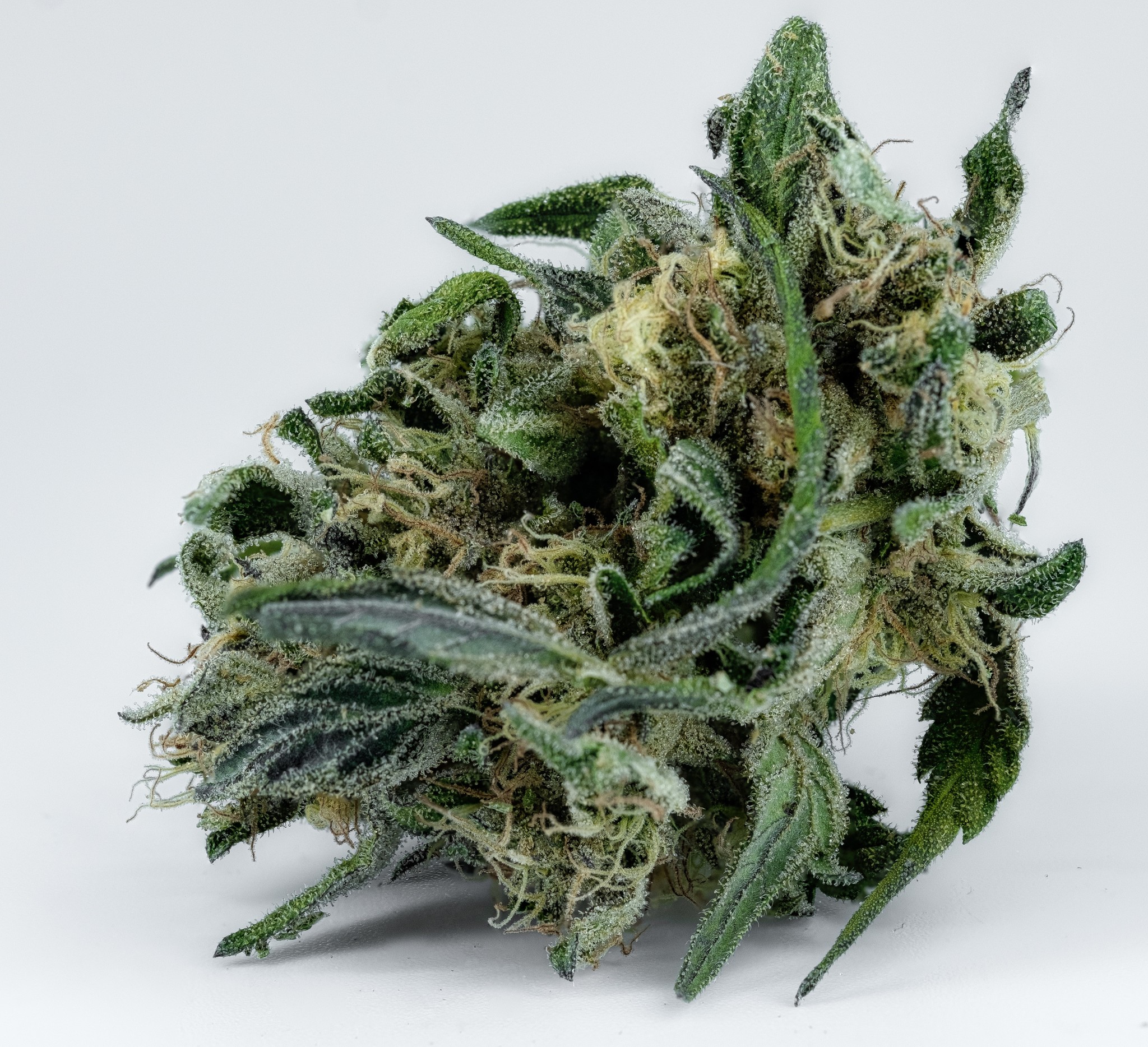 Wat voor invloed heeft cannabis op het immuunsysteem?