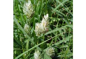 Canary grass ( Phalaris Arundinacea) - 5 grams