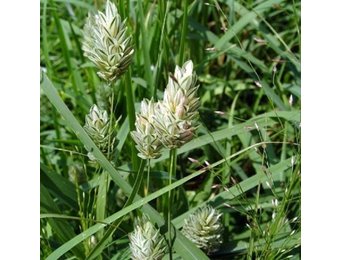Canary grass ( Phalaris Arundinacea) - 5 grams