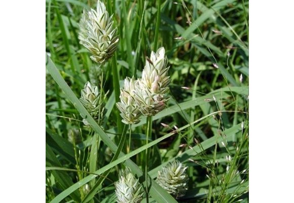 Canary grass ( Phalaris Arundinacea) - 5 grams