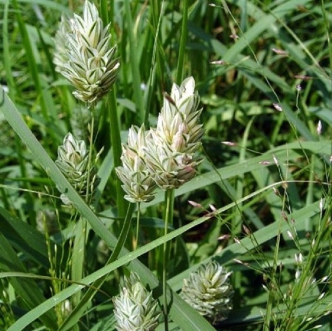 Kanariegras ( Phalaris Arundinacea) - 5 gram