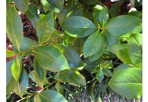 Khat (Catha edulis) - 10 Seeds