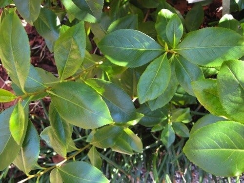 Khat (Catha edulis) - 10 zaden