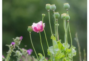 Opium Poppy Zaden (Papaver somniferum) 5 gram