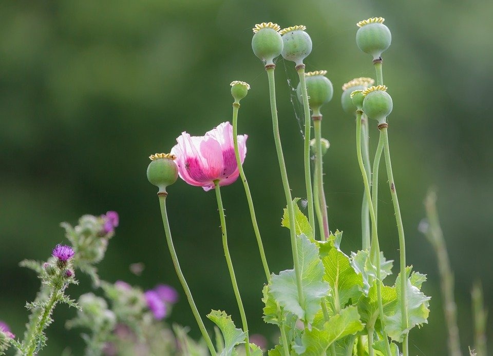 Opium Poppy Zaden (Papaver somniferum) 5 gram