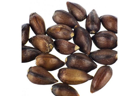 Ephedra Sinica - 20 Seeds
