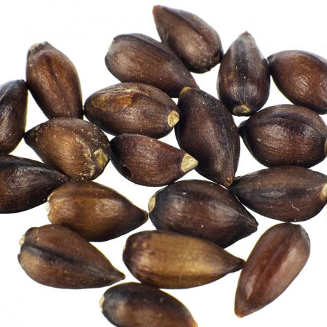 Ephedra Sinica - 20 Seeds