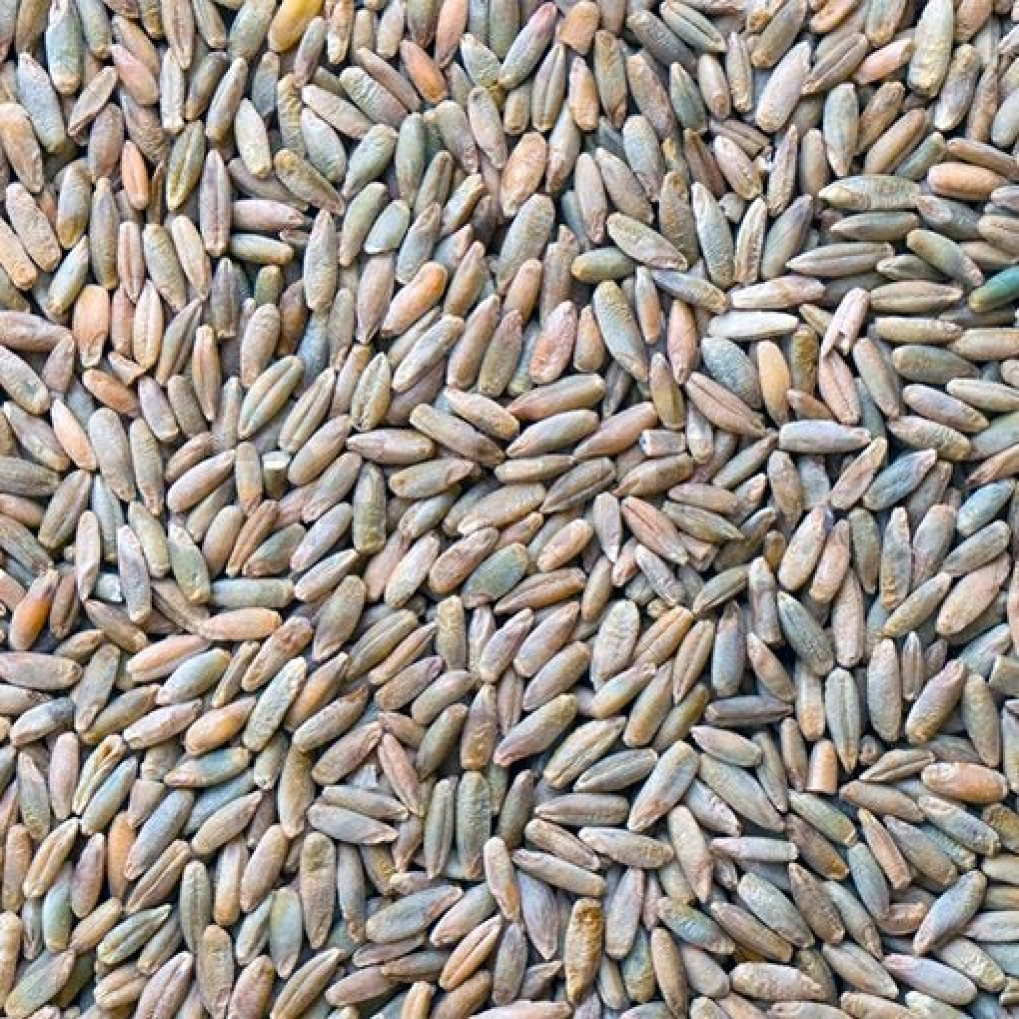 Rogge Graan -1000 GR