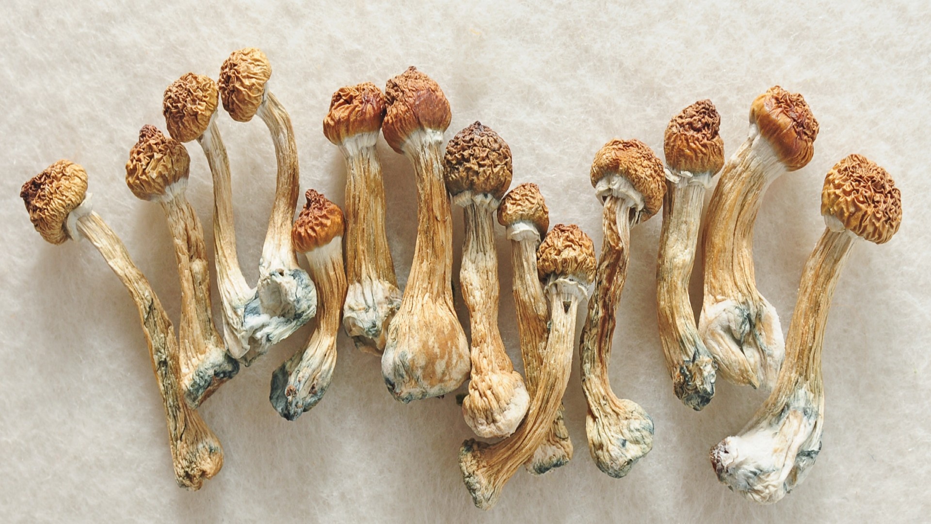 Dosing magic mushrooms: this is how you do it