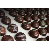 Wise Rootz - Signature Synergy