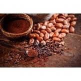 Wise Rootz - Full Focus