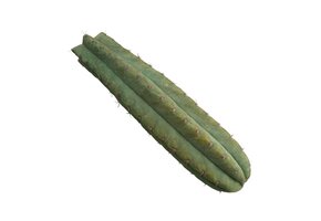 San Pedro Cutting Pachanoi 25-35 CM