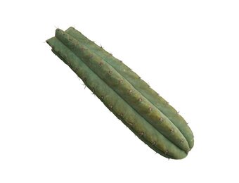 San Pedro Cutting Pachanoi 25-35 CM