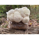 Lion’s Mane Mushroom  Groeikit  XL