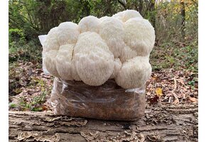 Lion’s Mane Mushroom  Growkit XL