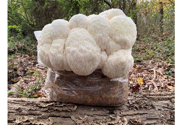 Lion’s Mane Mushroom  Growkit XL