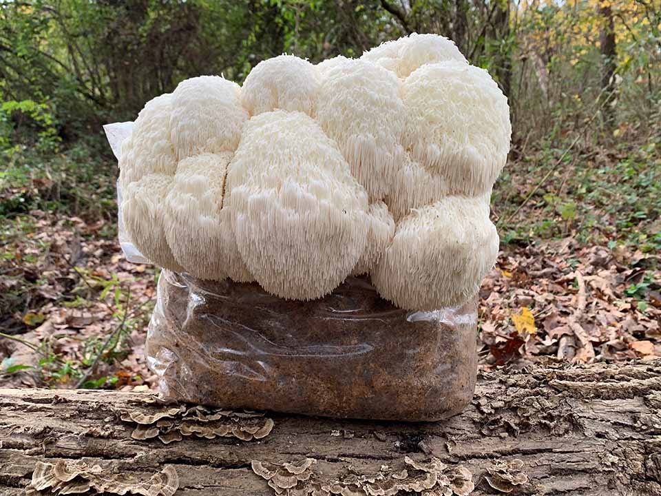 Lion’s Mane Mushroom Growkit XL