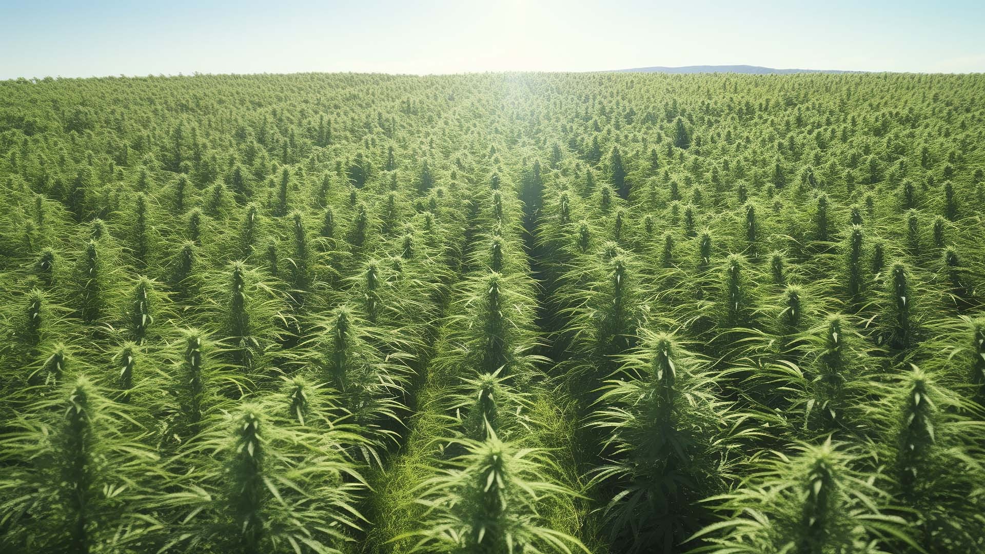 Growing cannabis: what is combination cultivation and what are the benefits?