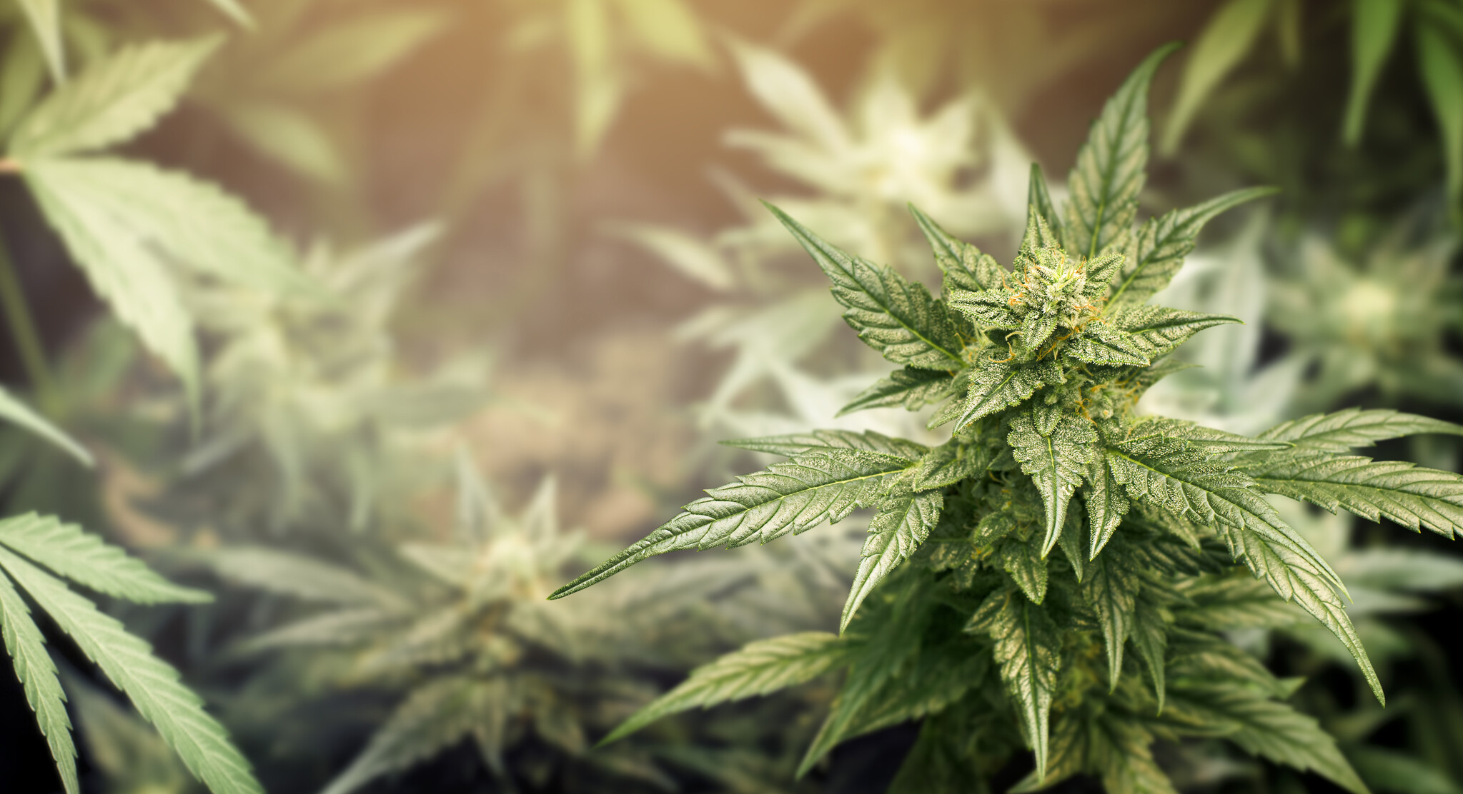 8 Tips voor het kweken van cannabis