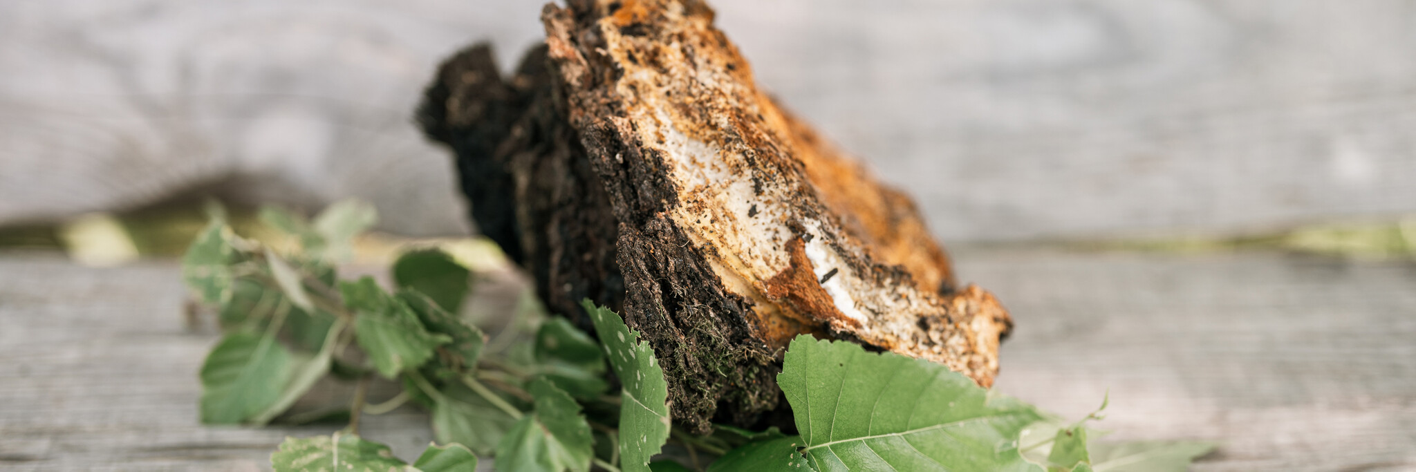 The Immune System: What is it and Support with Medicinal Mushrooms