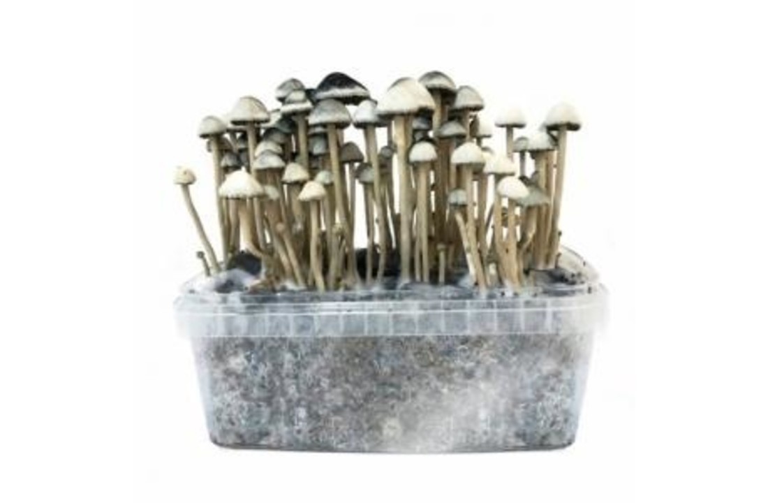 Wat is de Copelandia cyanescens paddo? 