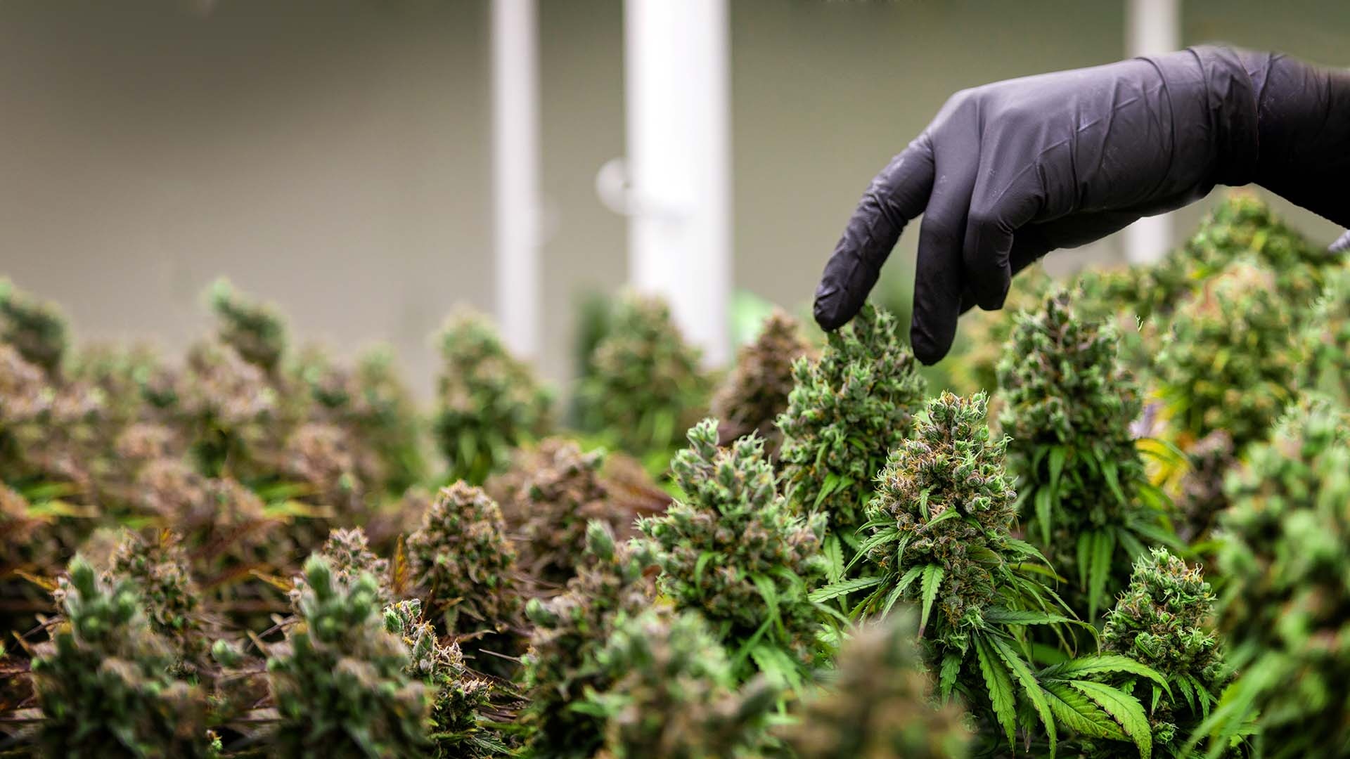 Why these 7 tools should not be missed when harvesting cannabis