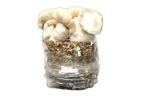 Jack Frost Mushroom Grow Kit