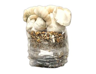 Jack Frost Paddo Kweekset