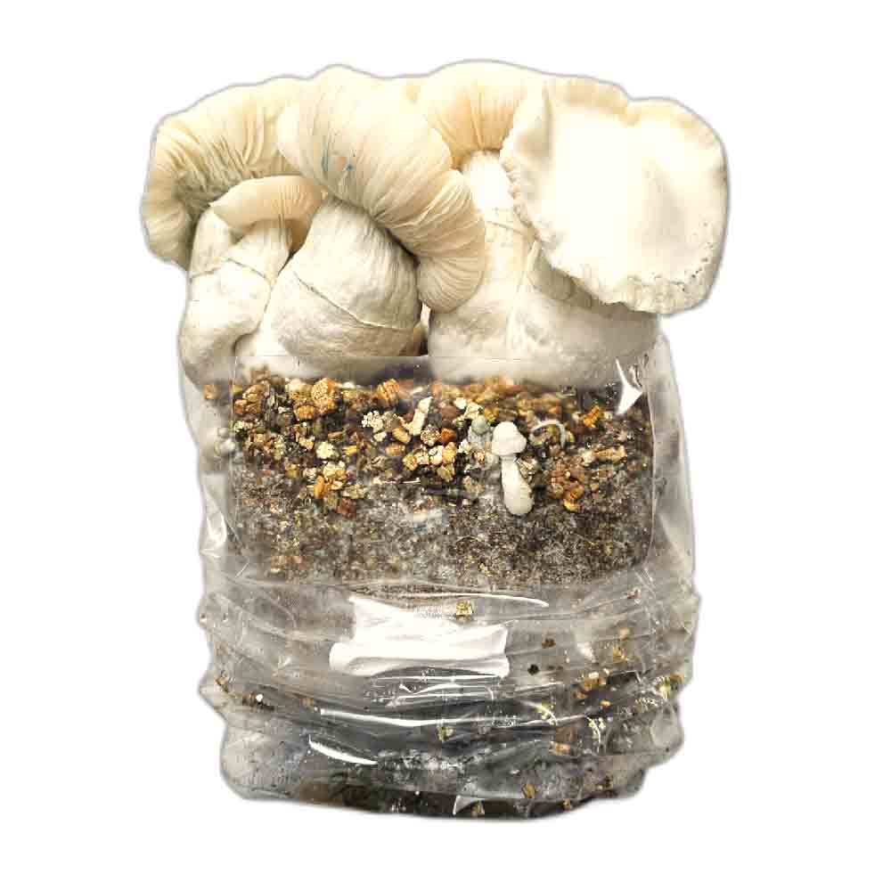 Jack Frost Mushroom Grow Kit
