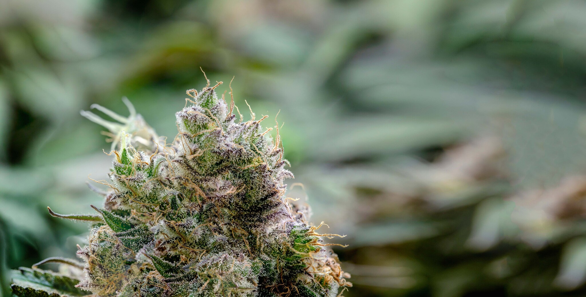 CBD en cannabis: wat is het endocannabinoïde systeem en hoe werkt het?