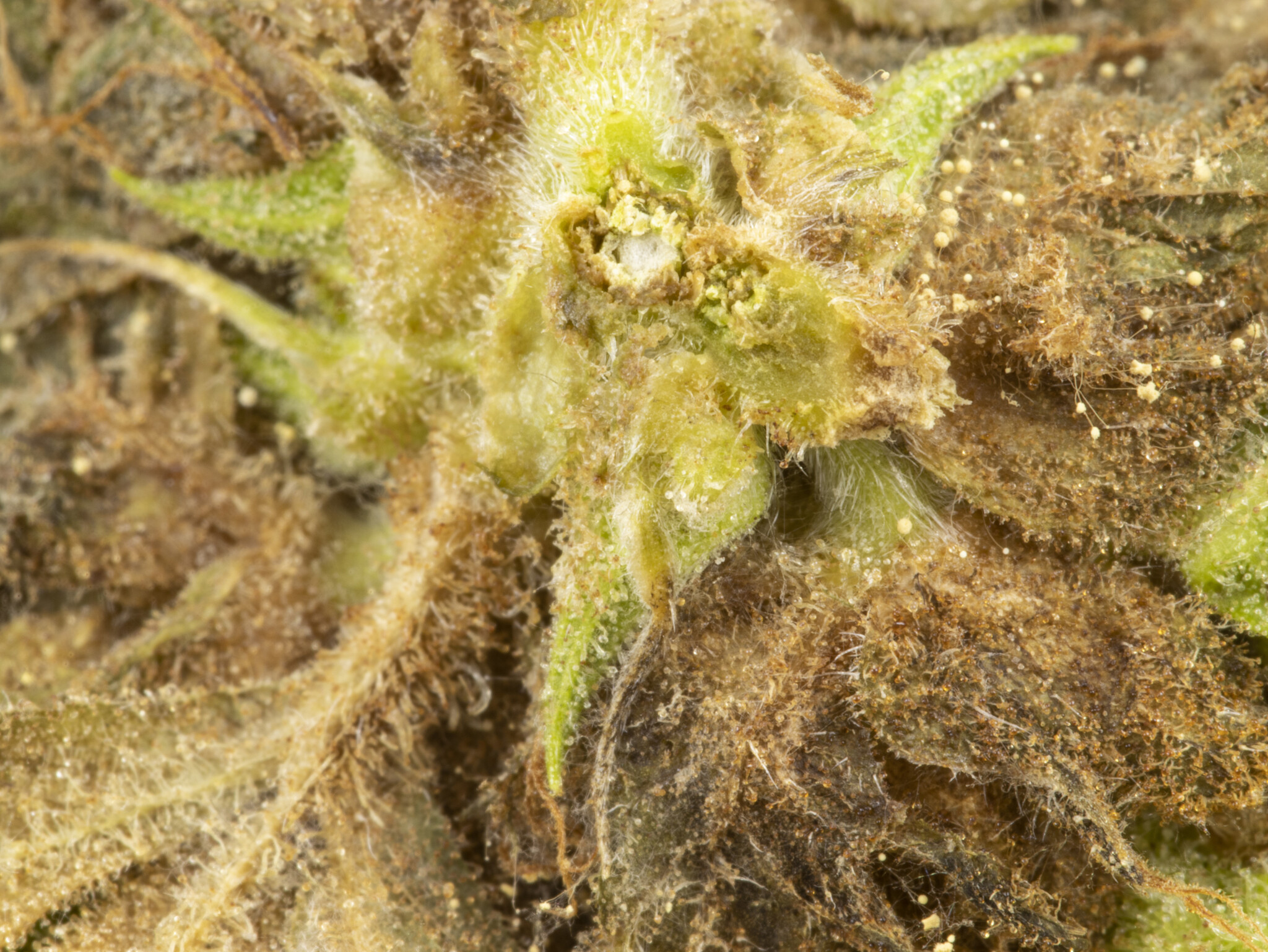 What is bud rot in cannabis and how can you combat it?