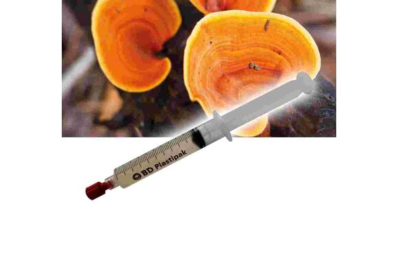 Red Reishi (Ganoderma lucidum) Liquid Culture Syringe - 20 ML