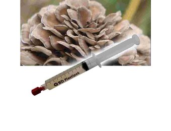 Maitake (Grifola frondosa) Liquid Culture Spuit - 20 ML