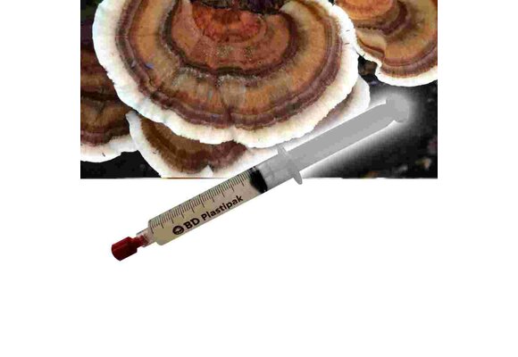 Turkey tail (Trametes versicolor) Liquid Culture Syringe  - 20 ML