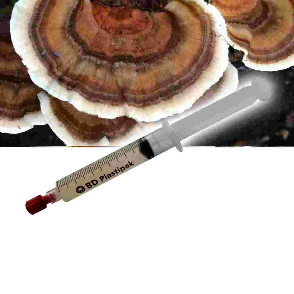 Turkey tail (Trametes versicolor) Liquid Culture Syringe  - 20 ML