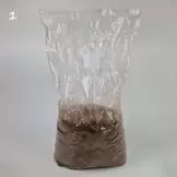 Lion’s Mane Mushroom  Growkit XL