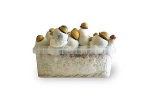 Marshmallow Shrooms Growkit