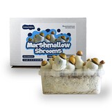 Marshmallow Shrooms Growkit