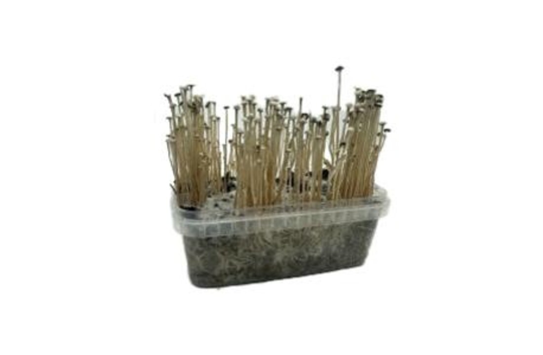 Copelandia Madadagascar Mushroom Grow kit