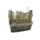 Copelandia Madadagascar Paddo Grow kit