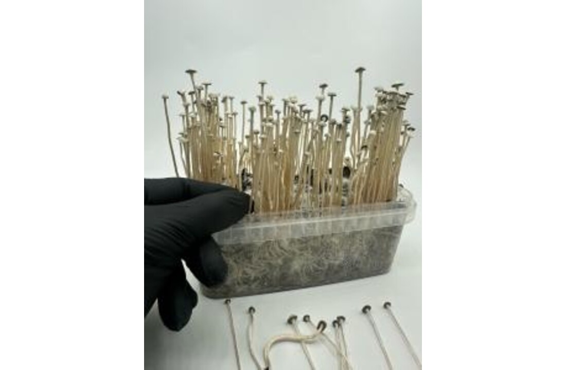 Copelandia Madadagascar Mushroom Grow kit