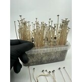 Copelandia Madadagascar Mushroom Grow kit